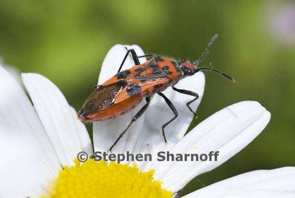 tropidothorax graphic